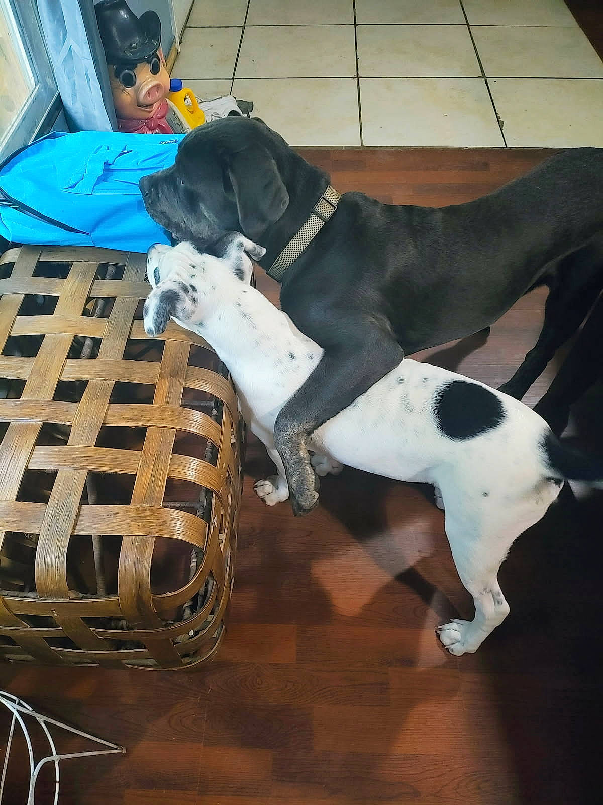 animal, basket, bostonbull, boxer, bulldog, canine, dog, frenchbulldog, greatdane, hound, indoors, interiordesign, labradorretriever, person, pet, pitbull, pointer, puppy, sleeping, wood