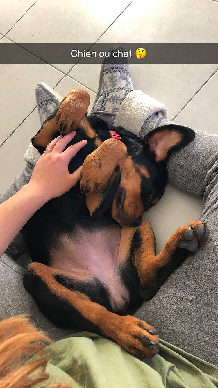 Pin Up a rejoint le concours — aidez-le/la à gagner de superbes lots ! canidae, carnivore, companion_dog, dog, dog_breed, ear, fawn, guard_dog, nap, paw