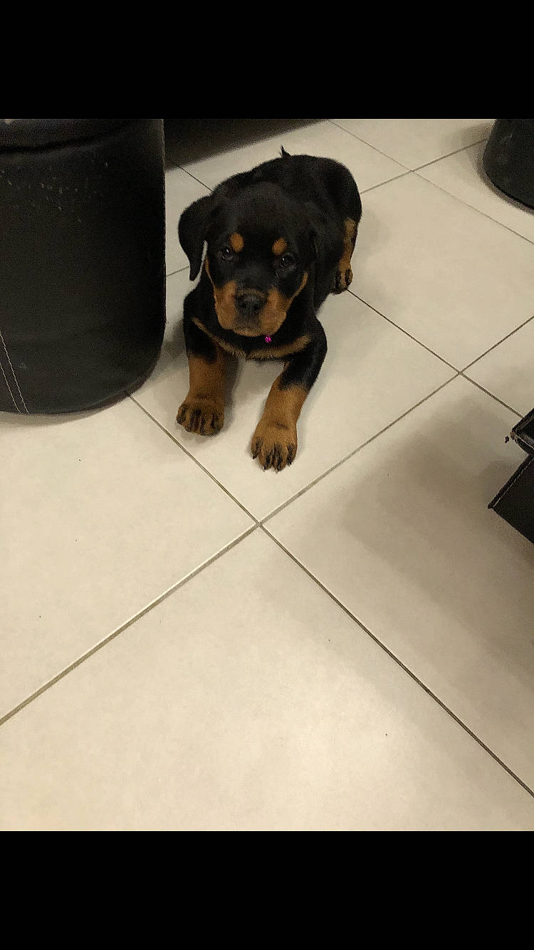 Pin Up a rejoint le concours — aidez-le/la à gagner de superbes lots ! canidae, carlin_pinscher, carnivore, dog, dog_breed, guard_dog, mammal, miniature_pinscher, pinscher, puppy, rottweiler, vertebrate, working_dog