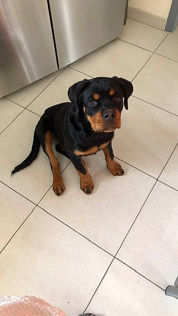 Pin Up a rejoint le concours — aidez-le/la à gagner de superbes lots ! austrian_black_and_tan_hound, canidae, carlin_pinscher, carnivore, companion_dog, dog, dog_breed, fawn, huntaway, hunting_dog, mammal, molosser, polish_hunting_dog, puppy, rottweiler, snout, sporting_group, transylvanian_hound, vertebrate, working_dog