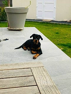 Pin Up participe au concours pour gagner de l&#x27;argent avec cette photo : canidae, carnivore, companion_dog, dachshund, dog, dog_breed, floor, flooring, hound, hunting_dog, lithuanian_hound, mammal, manchester_terrier, puppy, transylvanian_hound, tyrolean_hound, vertebrate, working_dog