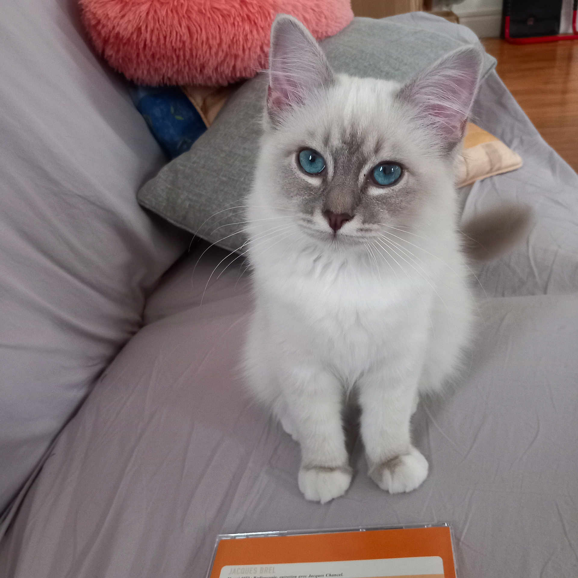 Romy a rejoint le concours — aidez-le/la à gagner de superbes lots ! abyssinian, angora, animal, armchair, blanket, cat, chair, couch, cushion, furniture, hardwood, homedecor, indoors, kitten, linen, manx, pet, plywood, siamese, wood