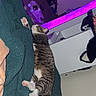 bedroom, blanket, carpet, cat, cozy, cute, domestic_cat, furniture, green_blanket, home, indoor, led_light, paw, pet, purple_light, relaxation, resting, sleeping, striped_fur, tabby_cat