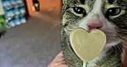 Pico The Guy Yo is registered to the contest to win money with this photo: animal, blurred_background, carpet, cat, close_up, curious, cute, domestic, floor, furniture, hand, heart_shaped_lollipop, indoor, person_hand, pet, pink_nose, tabby_cat, tail, two_cats, whiskers