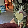 animal, blurred_background, carpet, cat, close_up, curious, cute, domestic, floor, furniture, hand, heart_shaped_lollipop, indoor, person_hand, pet, pink_nose, tabby_cat, tail, two_cats, whiskers