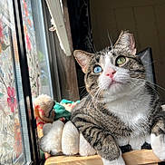 Pico The Guy Yo is registered to the contest to win money with this photo: animal, blanket, blue_eye, cat, cozy, curious, floral_pattern, fur, green_eye, heterochromia, indoor, pet, pink_nose, relaxed, resting, soft, sunlight, tabby_cat, whiskers, window