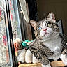 animal, blanket, blue_eye, cat, cozy, curious, floral_pattern, fur, green_eye, heterochromia, indoor, pet, pink_nose, relaxed, resting, soft, sunlight, tabby_cat, whiskers, window