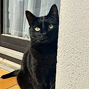 Ronron a rejoint le concours — aidez-le/la à gagner de superbes lots ! black_cat, cat, green_eyes, peeking, curious, sunlight, window, curtains, white_wall, textured_wall, tiled_floor, indoor, pet, feline, animal, close_up, portrait, whiskers, ears, shadow