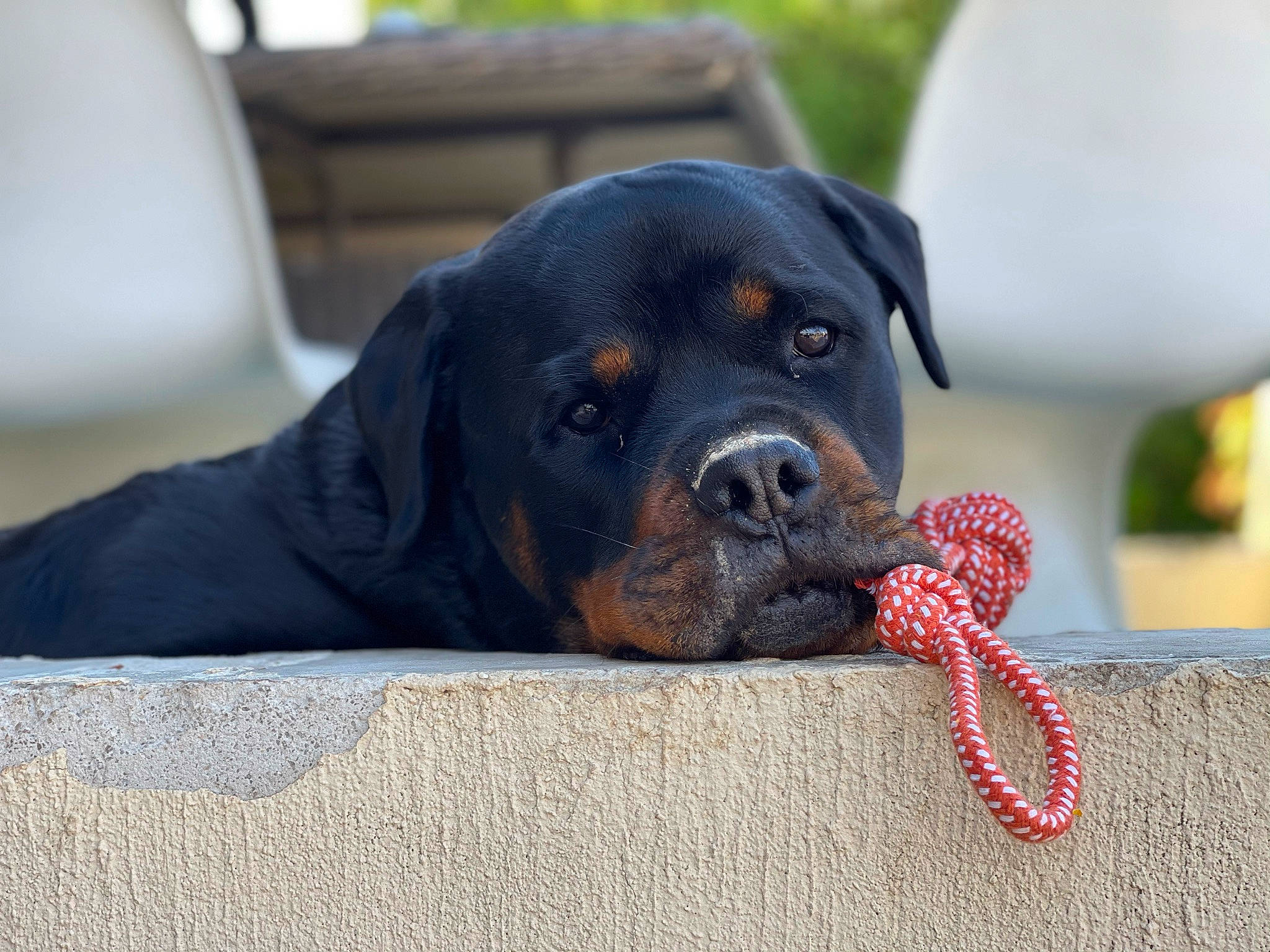 Mac a rejoint le concours — aidez-le/la à gagner de superbes lots ! borador, canidae, carnivore, collar, companion_dog, dog, dog_breed, dog_collar, dog_supply, electric_blue, fawn, fur, guard_dog, paw, pet_supply, puppy, rottweiler, sporting_group, working_animal, working_dog