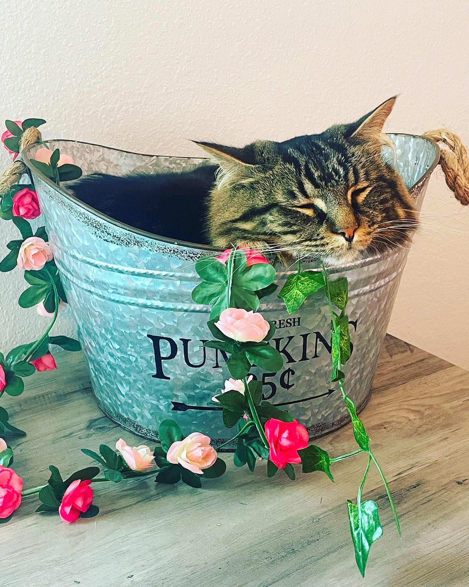 Patootie joined the competition — help win amazing prizes! basket, carnivore, cat, cup, domestic_short_haired_cat, drinkware, event, fashion_accessory, felidae, flower, flower_arranging, flowerpot, font, grass, green, illustration, plant, small_to_medium_sized_cats, textile, whiskers