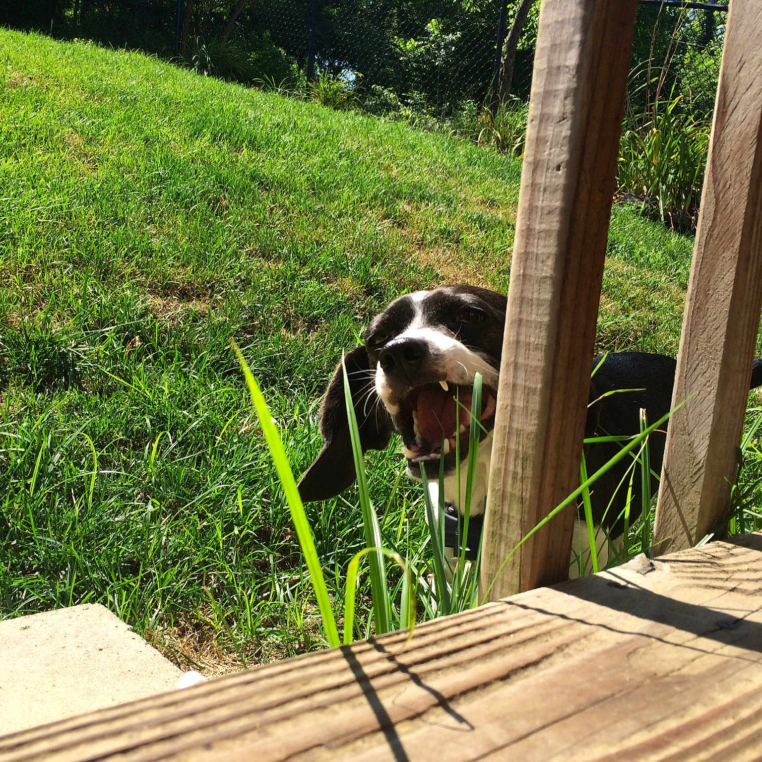 Patches joined the competition — help win amazing prizes! canidae, carnivore, dog, dog_breed, english_springer_spaniel, fence, grass, hunting_dog, leash, plant, pointer, pointing_breed, small_munsterlander, spaniel, sporting_group, tail