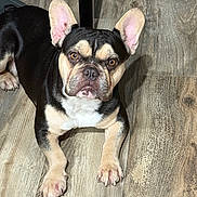 Brutus is registered to the contest to win money with this photo: dog, french_bulldog, pet, indoor, floor, wood_floor, animal, cute, ears, lying_down, looking_at_camera, black_and_tan, canine, domestic_animal, paw, muzzle, portrait, companion, house_pet, fur