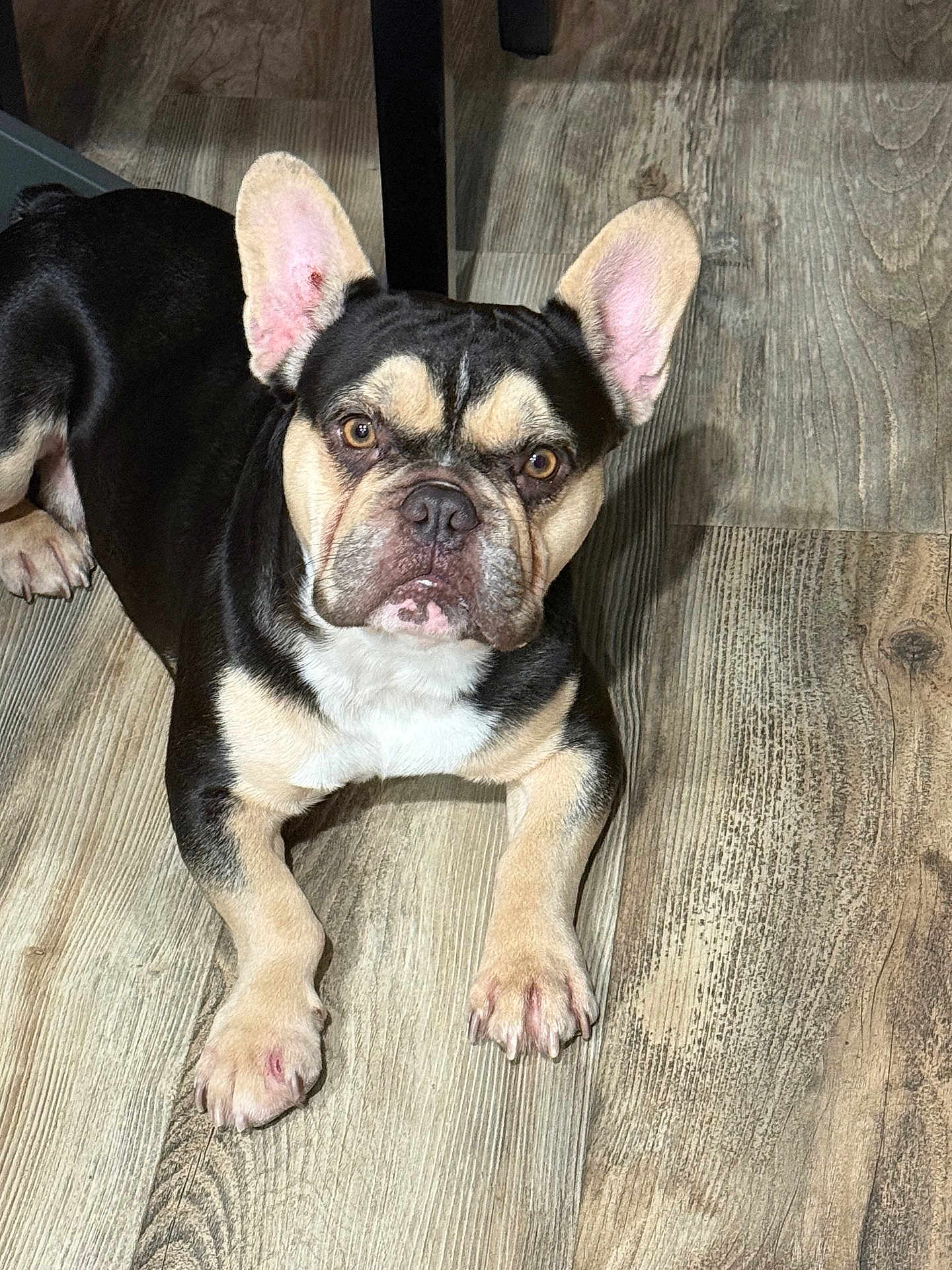Brutus is registered to the contest to win money with this photo: dog, french_bulldog, pet, indoor, floor, wood_floor, animal, cute, ears, lying_down, looking_at_camera, black_and_tan, canine, domestic_animal, paw, muzzle, portrait, companion, house_pet, fur