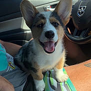 Beau is registered to the contest to win money with this photo: car, closeup, corgi, daytime, dog, ears_up, happy, interior, lap, person, pet, puppy, seat, shorts, smiling, steering_wheel, sunny_day, tongue_out, vehicle, window