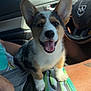 car, closeup, corgi, daytime, dog, ears_up, happy, interior, lap, person, pet, puppy, seat, shorts, smiling, steering_wheel, sunny_day, tongue_out, vehicle, window