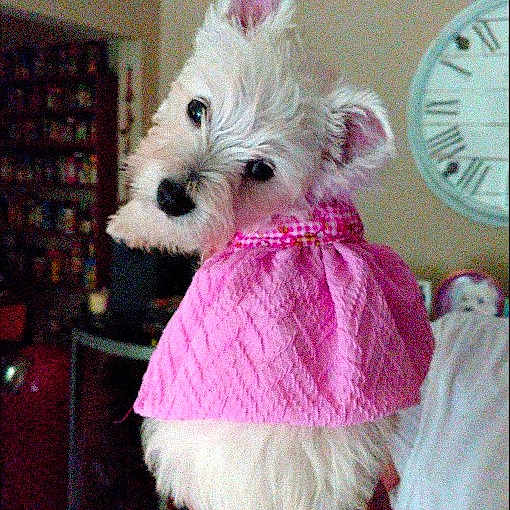 Gracie is registered to the contest to win money with this photo: dog, puppy, white_fur, pink_sweater, indoor, pet, cute, small_dog, canine, portrait, head_tilt, furniture, clock, shelf, domestic, animal, companion, cozy, hand_held, adorable