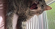 Nephele joined the competition — help win amazing prizes! bed, blinds, cat, cozy, feline, fur, gray_cat, indoor, lying_down, paw, pet, pink_sheet, relaxed, shadows, silky_sheet, sunlight, teeth, whiskers, window, yawning