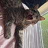 bed, blinds, cat, cozy, feline, fur, gray_cat, indoor, lying_down, paw, pet, pink_sheet, relaxed, shadows, silky_sheet, sunlight, teeth, whiskers, window, yawning
