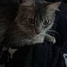 Nephele joined the competition — help win amazing prizes! animal, blanket, cat, comfortable, cozy, cute, dark, domestic_animal, ears, eyes, face, feline, fur, gray_cat, indoor, pet, resting, sleepy, soft, whiskers
