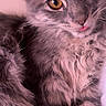 Nephele is registered to the contest to win money with this photo: animal, cat, close_up, cute, ears, eyes, feline, fluffy, gray, indoor, lying_down, muzzle, nose, pet, portrait, relaxed, soft_fur, tabby, tongue, whiskers