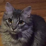 Nephele is registered to the contest to win money with this photo: alert, animal, cat, cute, domestic_animal, ears, feline, fluffy, fur, gray_cat, indoor, looking_up, mammal, pet, sitting, small_pet, tabby, whiskers, wooden_floor, young_cat