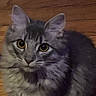 alert, animal, cat, cute, domestic_animal, ears, feline, fluffy, fur, gray_cat, indoor, looking_up, mammal, pet, sitting, small_pet, tabby, whiskers, wooden_floor, young_cat