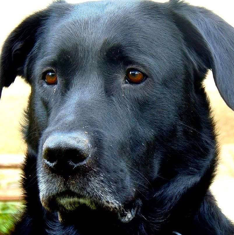 Ollie participe au concours pour gagner de l'argent avec cette photo : beagador, borador, canidae, carnivore, dog, dog_breed, flat_coated_retriever, hunting_dog, labrador_retriever, mammal, nose, pointing_breed, rare_breed_dog, retriever, snout, sporting_group, vertebrate, whiskers