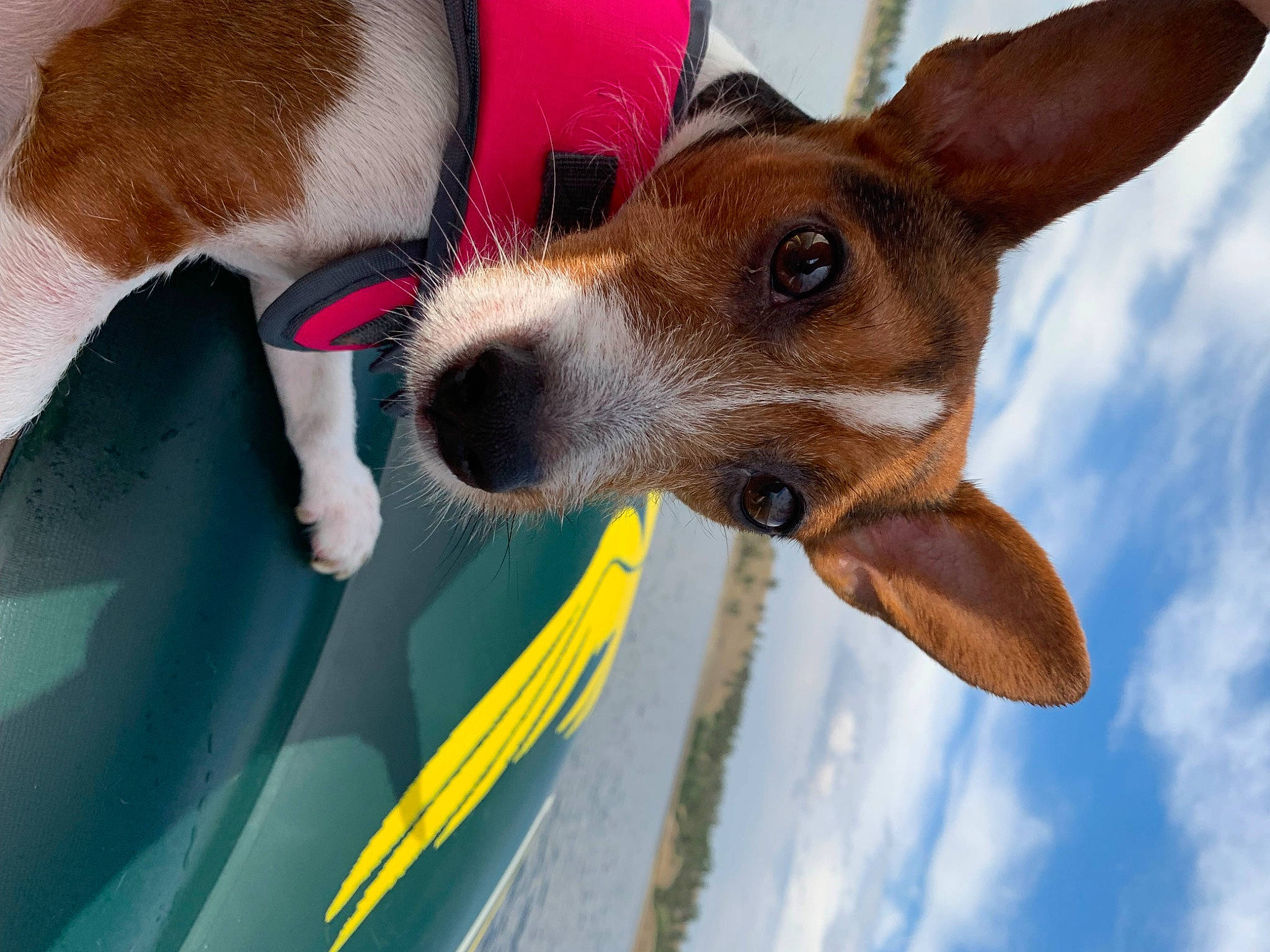 Trixie is registered to the contest to win money with this photo: canidae, carnivore, cloud, collar, companion_dog, dog, dog_breed, dog_collar, dog_sports, dog_supply, ear, fawn, monoplane, pet_supply, sky, snout, sporting_group, vehicle, whiskers, working_animal