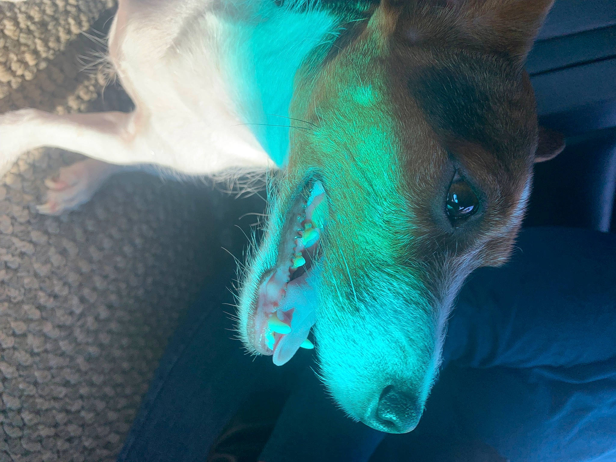 Trixie is registered to the contest to win money with this photo: big_cats, canidae, carnivore, deer, dog_breed, electric_blue, fawn, felidae, fur, goats, jaw, marine_biology, marine_mammal, organism, snout, terrestrial_animal, underwater, whiskers, wildlife, working_animal