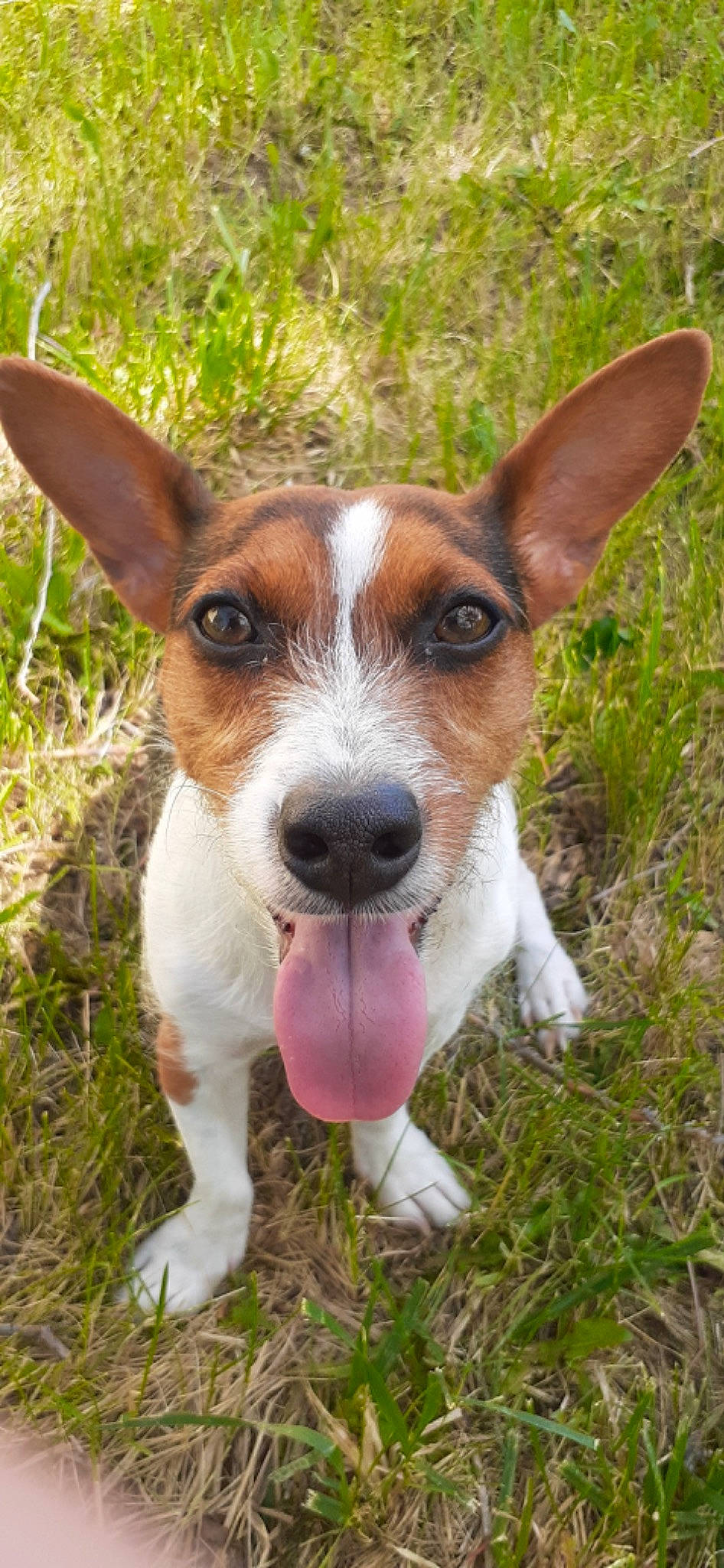 Trixie is registered to the contest to win money with this photo: canidae, carnivore, companion_dog, dog, dog_breed, fawn, grass, groundcover, irishjacks, plant, snout, sporting_group, terrestrial_animal, terrestrial_plant, terrier, whiskers, working_animal