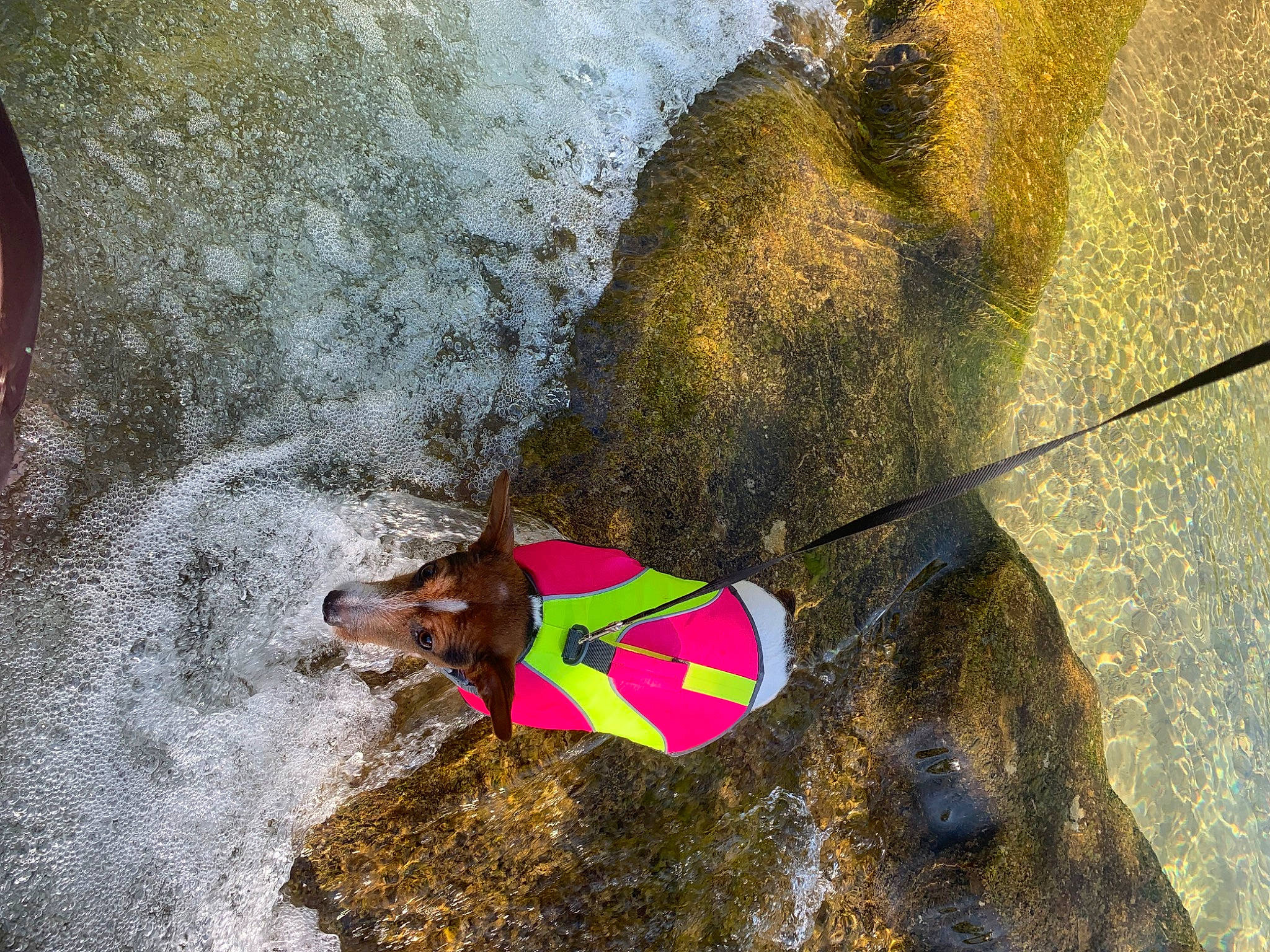 Trixie is registered to the contest to win money with this photo: adventure, bedrock, dog, extreme_sport, fashion_accessory, formation, fun, geological_phenomenon, geology, landscape, leisure, organism, recreation, rock, sand, shadow, soil, water, wave, wind_wave