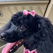 Maci joined the competition — help win amazing prizes! animal, black_dog, canine, car, car_interior, cute, dog, door, happy, leather_seat, mobile_app, music_overlay, pet, pink_bow, pink_ribbon, poodle, screenshot, seat, tongue_out, window