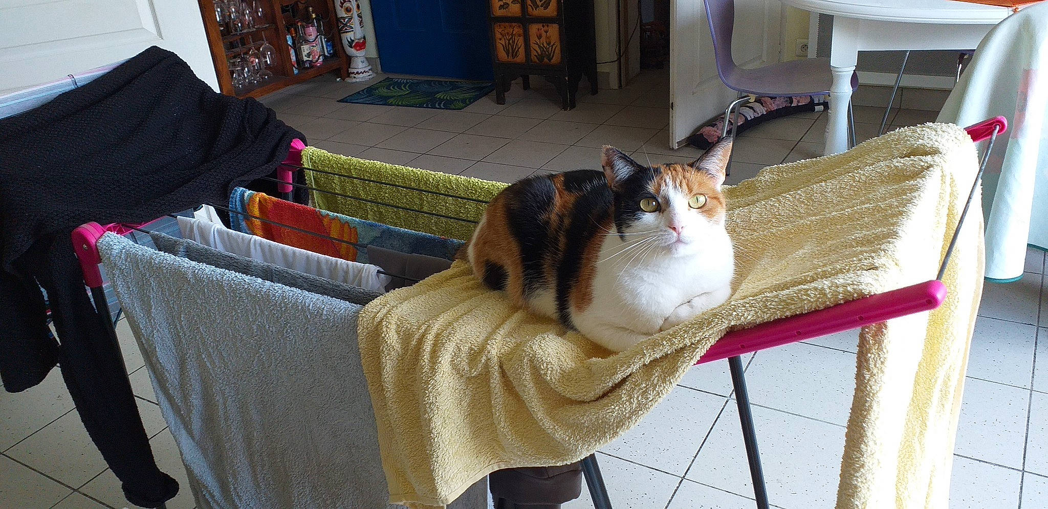 Mystique participe au concours pour gagner de l'argent avec cette photo : carnivore, cat, comfort, domestic_short_haired_cat, fawn, felidae, flooring, fur, hardwood, linens, pet_supply, room, sitting, small_to_medium_sized_cats, tail, textile, whiskers, wood