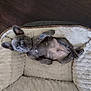 puppy, dog, french_bulldog, pet_bed, lying_down, ears, cute, animal, canine, indoor, floor, plush, soft, resting, young, mammal, domestic_animal, looking, relaxed, cozy