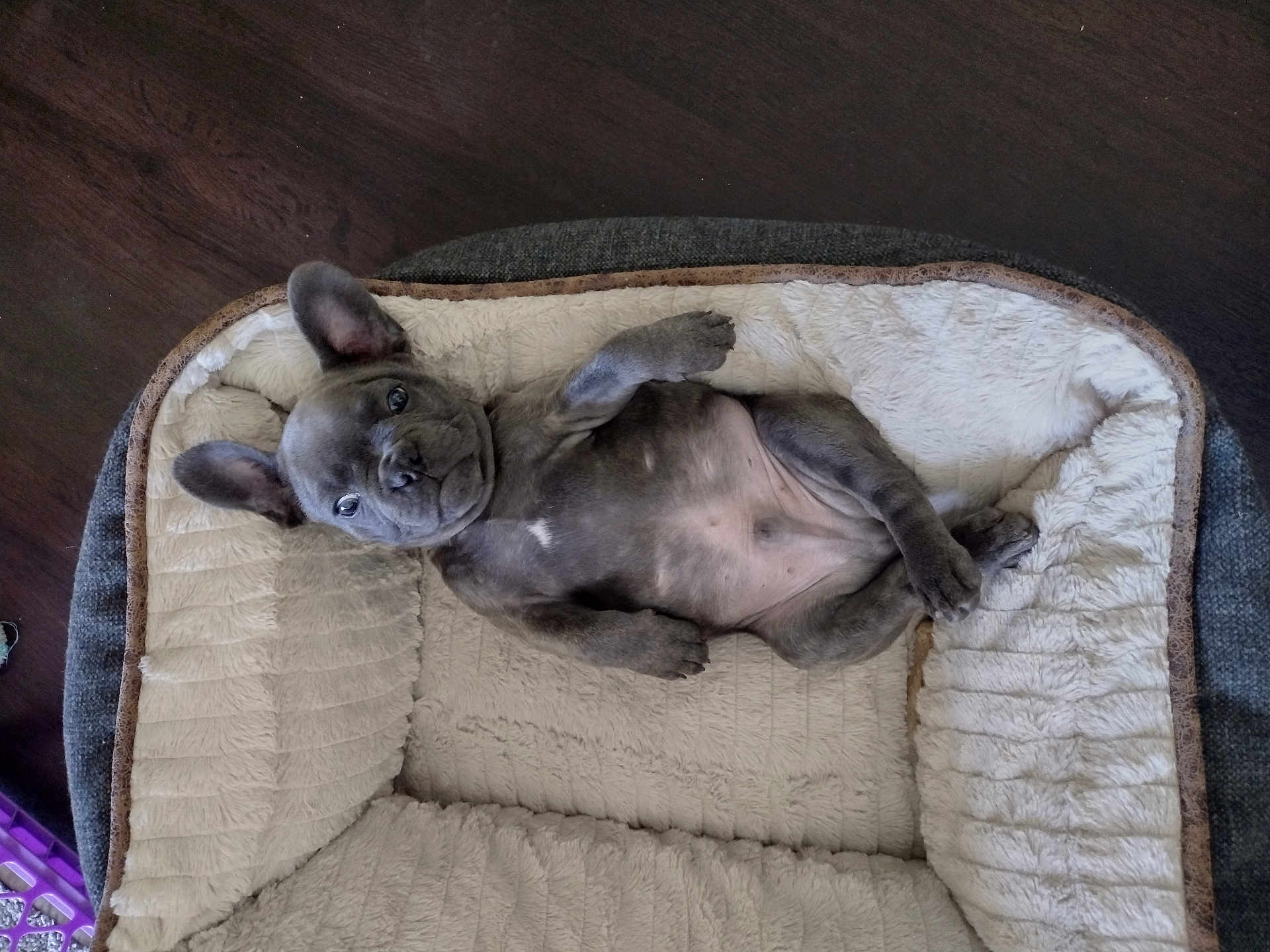 Chico