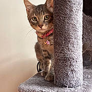 Mocha joined the competition — help win amazing prizes! cat, kitten, tabby, pet, animal, feline, collar, bell, pink_collar, cat_tree, scratching_post, indoor, portrait, close_up, wide_eyes, ears, whiskers, sitting, fur, home
