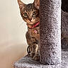 cat, kitten, tabby, pet, animal, feline, collar, bell, pink_collar, cat_tree, scratching_post, indoor, portrait, close_up, wide_eyes, ears, whiskers, sitting, fur, home