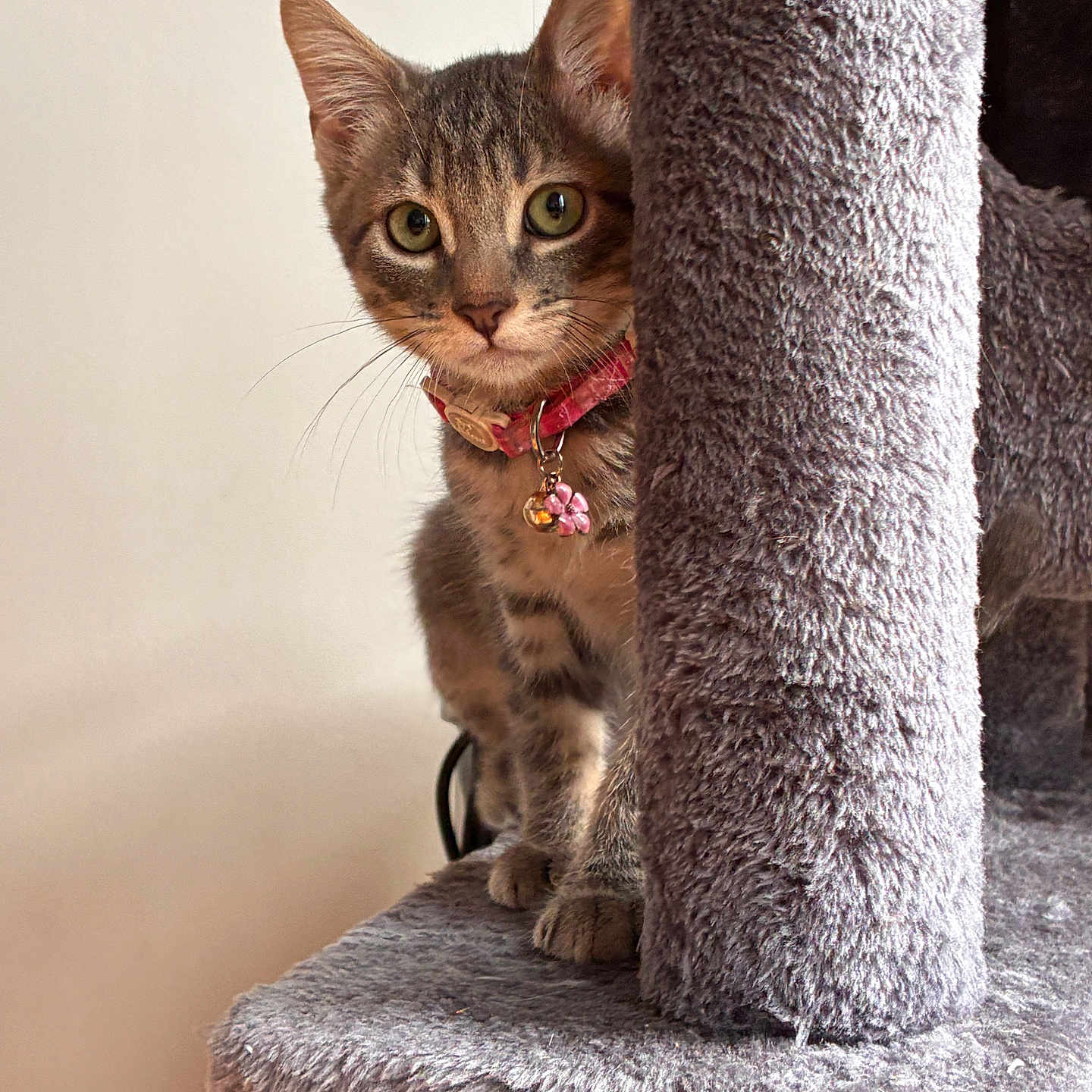 Mocha joined the competition — help win amazing prizes! cat, kitten, tabby, pet, animal, feline, collar, bell, pink_collar, cat_tree, scratching_post, indoor, portrait, close_up, wide_eyes, ears, whiskers, sitting, fur, home