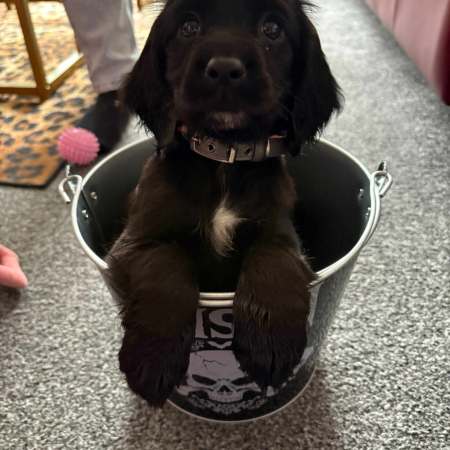 Harley is registered to the contest to win money with this photo: animal, black_dog, bucket, carpet, collar, cute, dog, floor, furniture, hand, indoor, leg, leopard_print, metal_bucket, paw, person, pet, pink_ball, puppy, toy