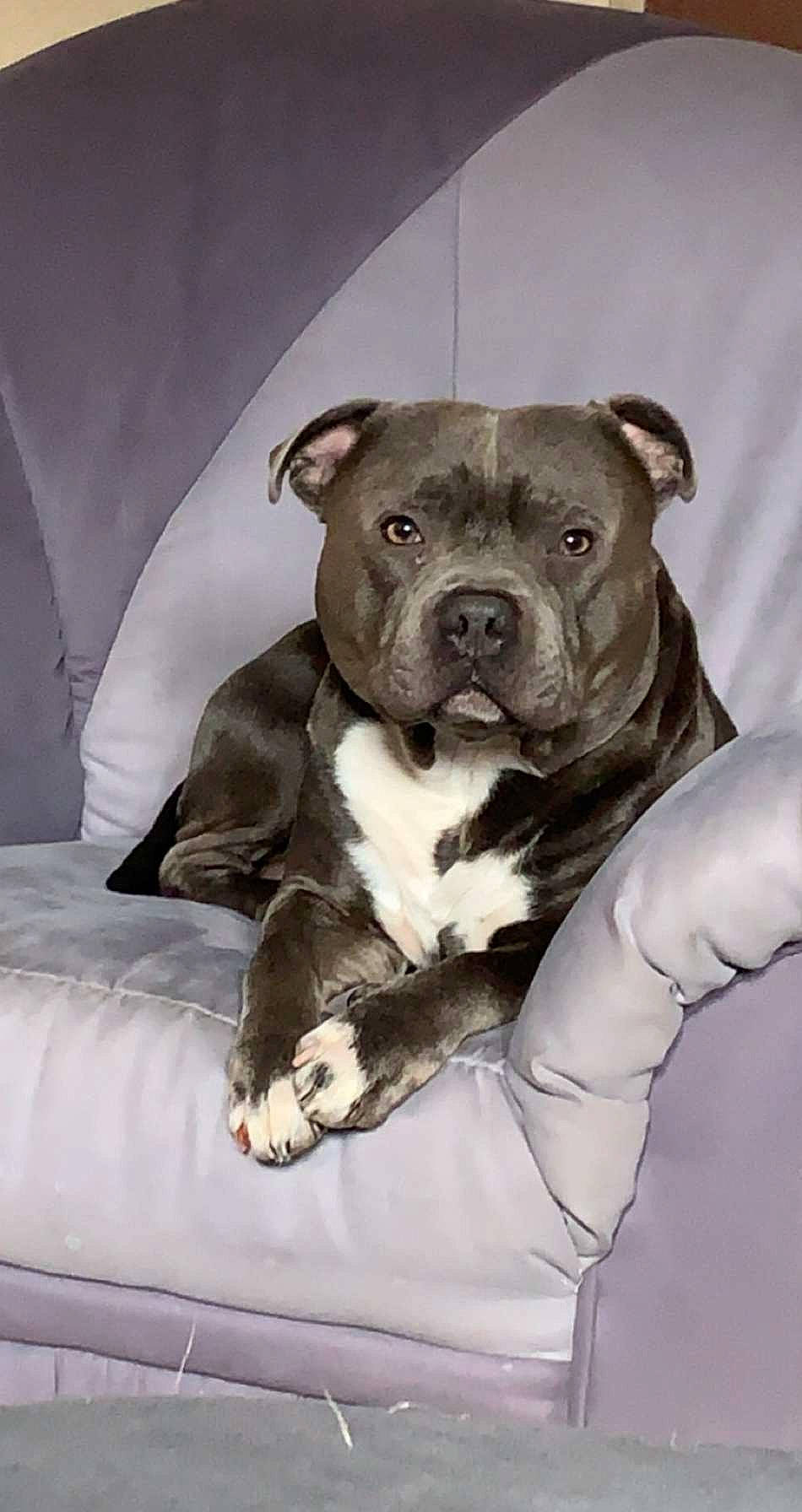 Owen a rejoint le concours — aidez-le/la à gagner de superbes lots ! canidae, carnivore, comfort, companion_dog, couch, dog, dog_breed, fawn, fur, guard_dog, molosser, non_sporting_group, paw, snout, sporting_group, tail, terrestrial_animal, toy_dog, whiskers, working_animal