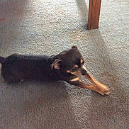 Pedro joined the competition — help win amazing prizes!