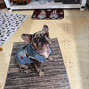 Meg joined the competition — help win amazing prizes! dog, brindle, denim_vest, purple_necklace, pet, indoor, rug, floor, looking_up, cute, small_dog, patches, ears_up, obedient, kitchen, decor, furniture, mat, animal, companion