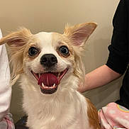 Nala is registered to the contest to win money with this photo: adult, animal, bodypart, canine, chihuahua, cockerspaniel, dog, eskimodog, face, female, head, mouth, papillon, person, pet, photography, portrait, puppy, teeth, woman