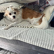 Nala joined the competition — help win amazing prizes! blanket, brown_fur, carpet, comfort, couch, cozy, curious, dog, fluffy, fur, home, indoor, pet, pillows, relaxation, resting, small_dog, soft, tail, white_fur