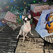 Bandit is registered to the contest to win money with this photo: dog, christmas_tree, presents, gift_wrap, holiday_lights, carpet, indoor, pet, festive, decorations, small_dog, black_and_white, floor, celebration, holiday, wrapped_gifts, christmas, cute, animal, festivity