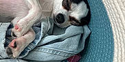 Bandit joined the competition — help win amazing prizes! dog, sleeping, basket, denim, fabric, plaid, cozy, pet, small_dog, resting, indoors, cute, fur, black_and_white, paw, snuggled, nap, quiet, relaxed, soft