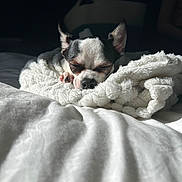 Bandit joined the competition — help win amazing prizes! animal, bed, blanket, bostonbull, bulldog, canine, cat, chihuahua, dog, frenchbulldog, furniture, hound, kitten, person, pet, pitbull, puppy, quilt, sleeping, terrier