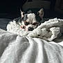 animal, bed, blanket, bostonbull, bulldog, canine, cat, chihuahua, dog, frenchbulldog, furniture, hound, kitten, person, pet, pitbull, puppy, quilt, sleeping, terrier