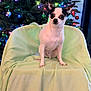 Bandit is registered to the contest to win money with this photo: dog, chihuahua, small_dog, black_and_white, christmas_tree, christmas_lights, ornaments, chair, blanket, indoor, pet, holiday, festive, cute, animal, sitting, decorations, soft_texture, cozy, alert