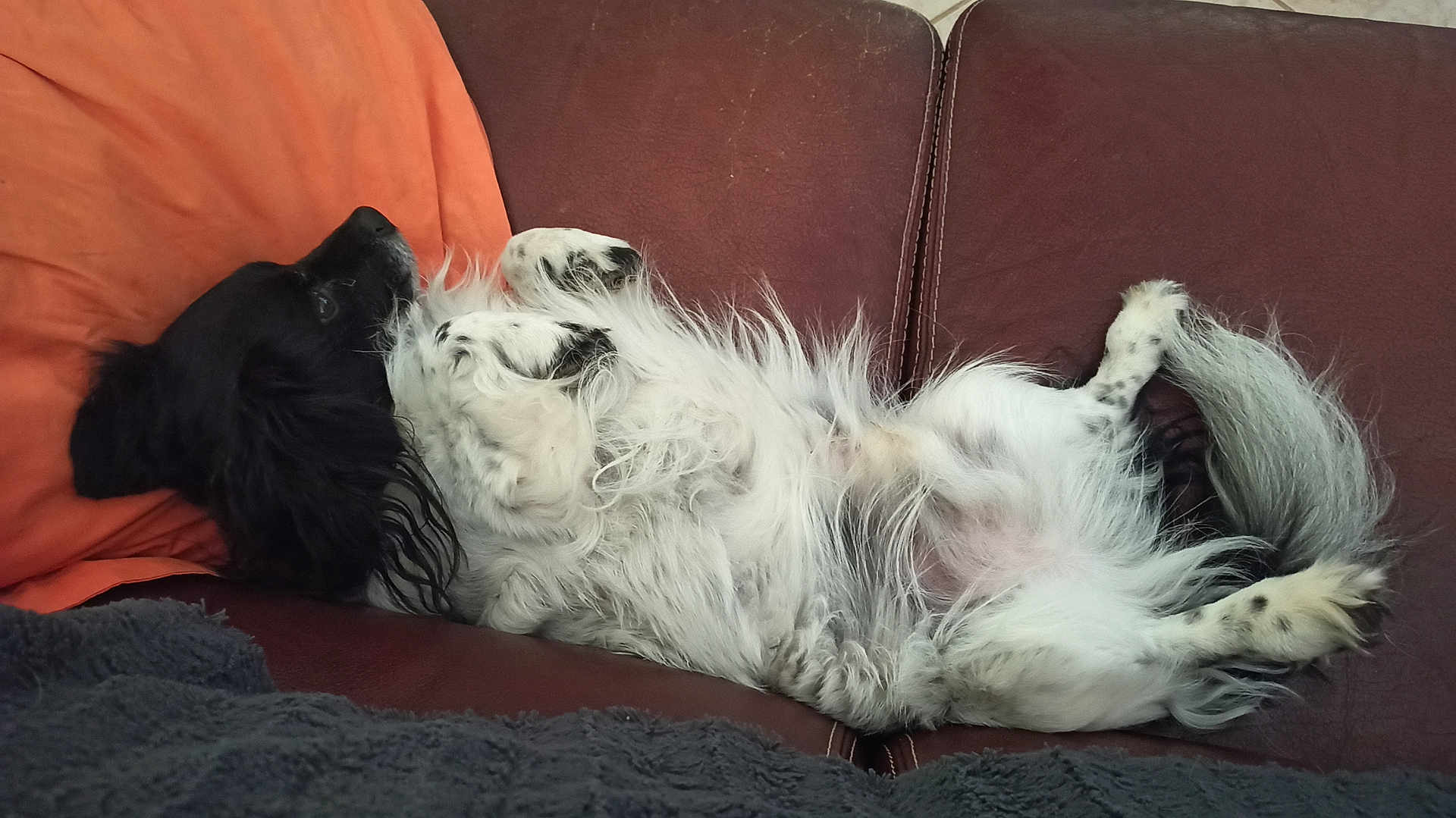 Louka a rejoint le concours — aidez-le/la à gagner de superbes lots ! dog, black_and_white, lying_down, couch, pillow, relaxed, fur, pet, indoor, resting, tail, paw, comfort, canine, animal, home, furniture, sleepy, fluffy, spot